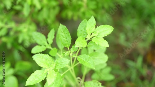 Wallpaper Mural Vibrant Fresh Green Basil Leaves Showcasing Healthy Growth in Nature, Lush Texture Enhancing Garden Environment with Tranquility and Refreshing Touch of Growth Torontodigital.ca