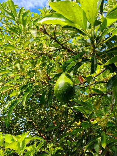 Close-up of a fresh green avocado hanging on a tree with water droplets, symbolizing organic farming and tropical fruit harvest.