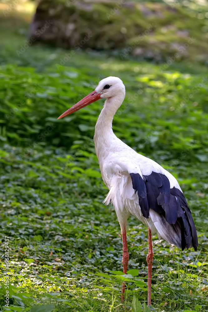 Fototapeta premium white stork ciconia in the forest