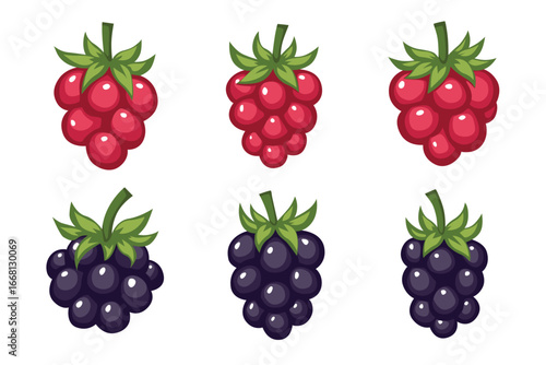 Flat vector illustration of raspberries and blackberries with green leaves, colorful berry fruit design isolated on white background
