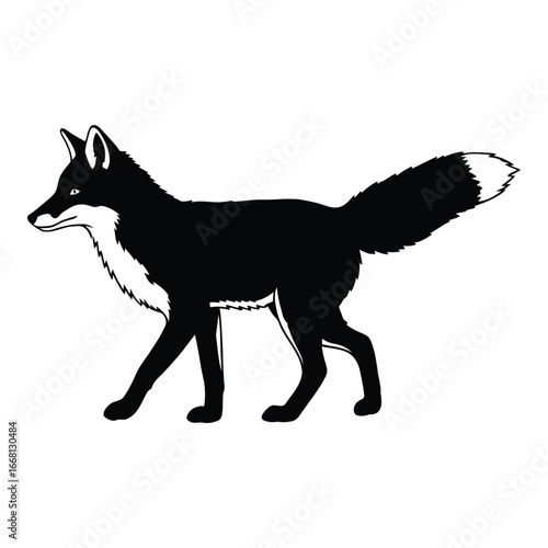 Silhouette of a red fox walking with its tail held high and bushy silhouette