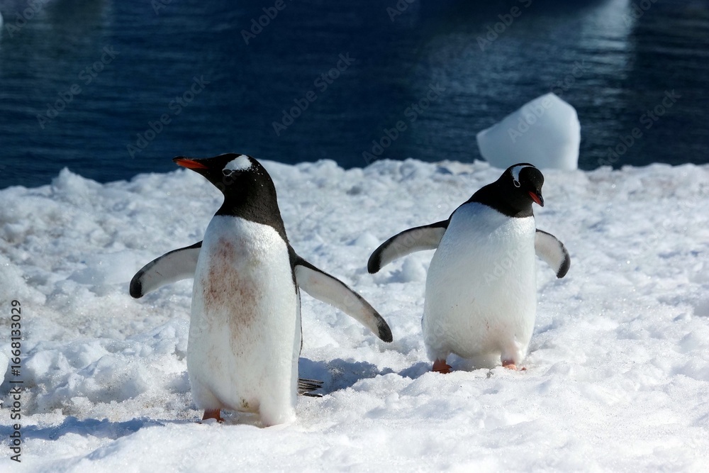 Fototapeta premium Adélie and Gentoo Penguins in Antarctic Snow Landscape – Wildlife Photography