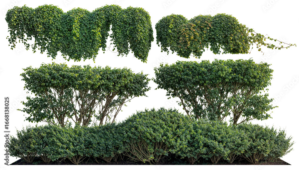 Fototapeta premium Set of cascading ivy vine plants with bush greenery plant, vine plant isolated on white background. ivy plant with Clipping path PNG for landscape and design.