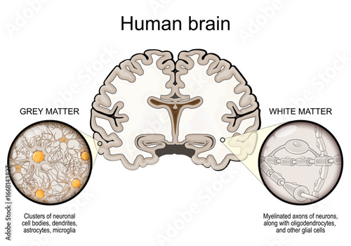 Human brain anatomy. Grey matter and White matter.