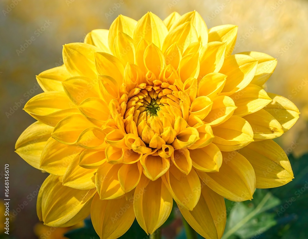 Fototapeta premium A vibrant yellow dahlia flower, showcasing intricate details and delicate petals in a close-up macro shot.