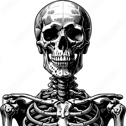 Anatomy of a skeleton: A striking detailed illustration of a human skeleton, expertly rendered in black and white, focusing on the intricate skeletal structure, offering a unique artistic perspective.