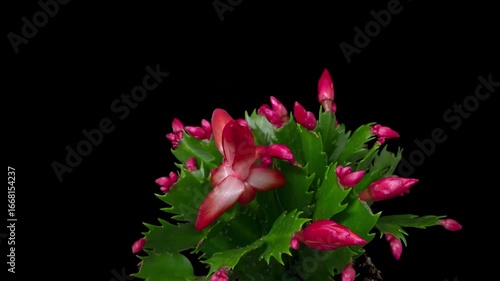Macro time lapse blooming Schlumberger flower (Christmas cactus or Thanksgiving cactus), isolated on pure black background