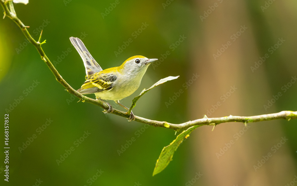 Fototapeta premium weiblicher Gelbscheitel-Waldsänger (Setophaga pensylvanica)