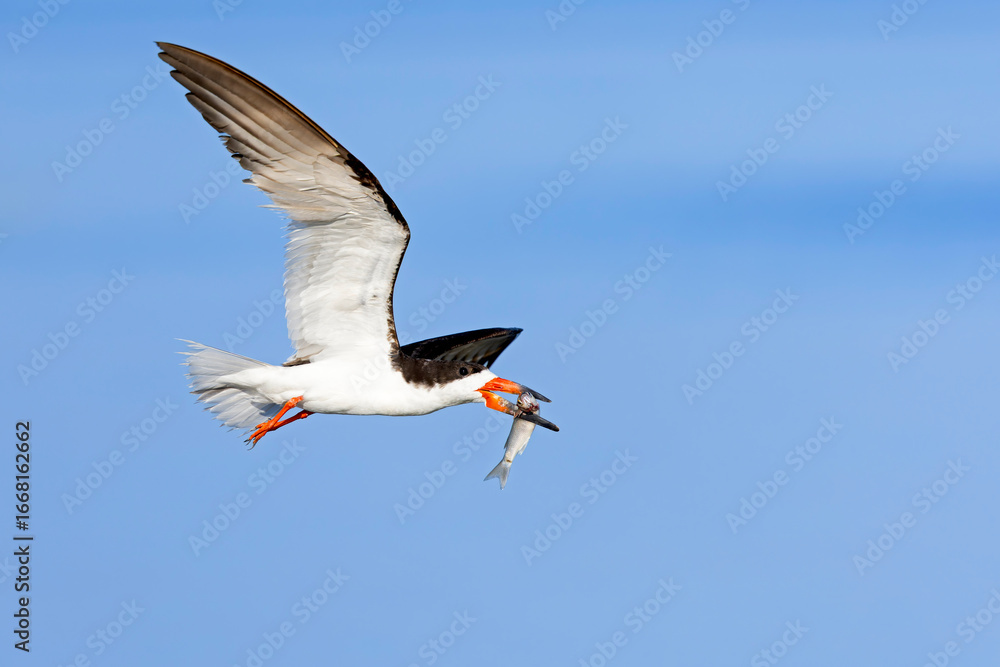 Obraz premium An adult American black skimmer (Rynchops niger) in flight with a huge fish.