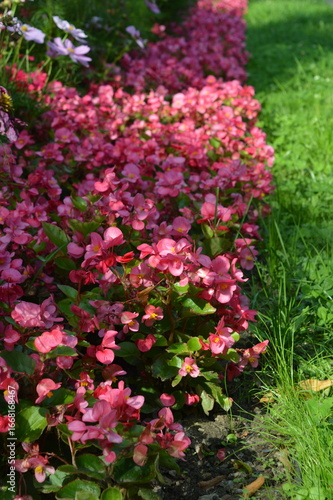 Wallpaper Mural Macro photo of blooming flowers in a park, close up view of delicate colorful petals in natural light. Vibrant floral background, botanical texture, fresh spring and summer nature, peaceful outdoor  Torontodigital.ca