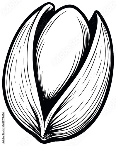 Pistachio vector design: elegant nut illustration for art, decor, and cooking concepts