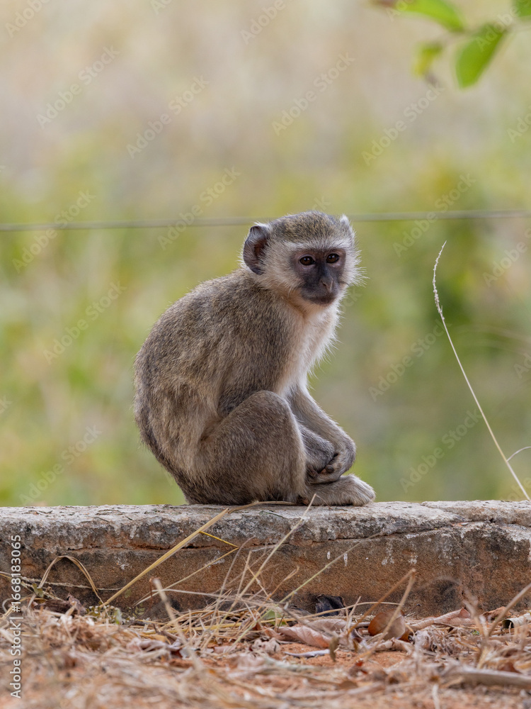 Obraz premium Vervet Monkey Kissama National Park Angola Luanda