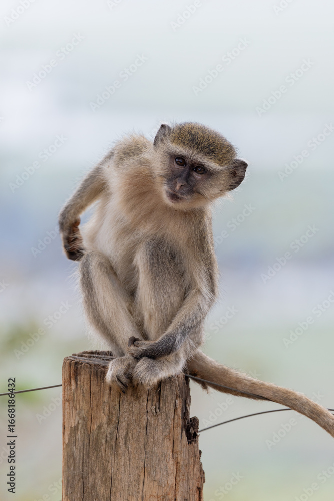 Obraz premium Vervet Monkey Kissama National Park Angola Luanda