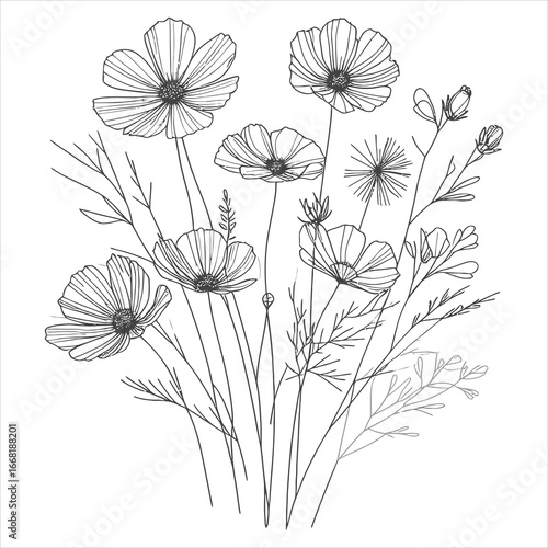 Art of elegant cosmos flower line art