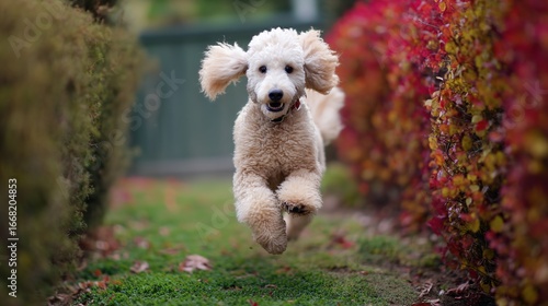 Poodles at Play: Watch These Intelligent, Fluffy Pups Chase Toys, Frolic in Yards, and Spark Joy with Their Lively Antics