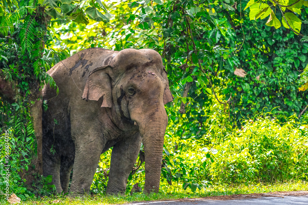 Fototapeta premium Its body is gray, its snout is called the trunk. The trunk of the Asian elephant has only one beak. Nakhon Ratchasima, Thailand.