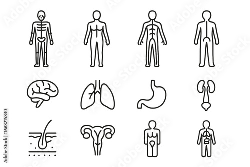 Human Body Systems Icons. Outline icon set of human body systems overview poster: skeleton, muscles, nerves,