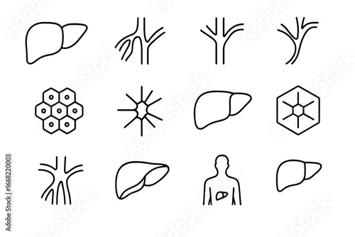 Liver Anatomy Icons. Outline icon set of liver anatomy basics: liver lobes, hepatic artery, portal vein, bile