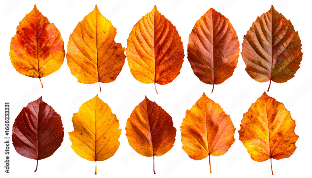 Obraz premium Ten colorful autumn leaves showing changing seasons on transparent background