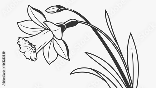 Detailed line drawing of a daffodil flower with leaves and a bud on a white background art