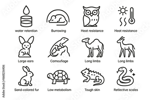 Desert Adaptations Icons. Outline icon set of desert adaptations: water retention, burrowing, nocturnal