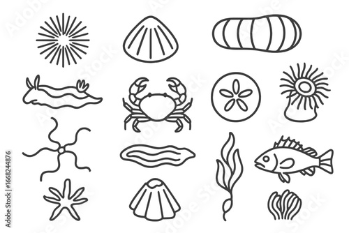 Intertidal Creatures Icons. Outline icon set of intertidal zone creatures: sea urchin, limpet, chitons,