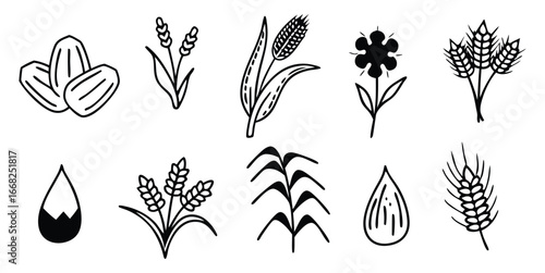 Set of black and white hand drawn agricultural crop icons and water drops wheat barley