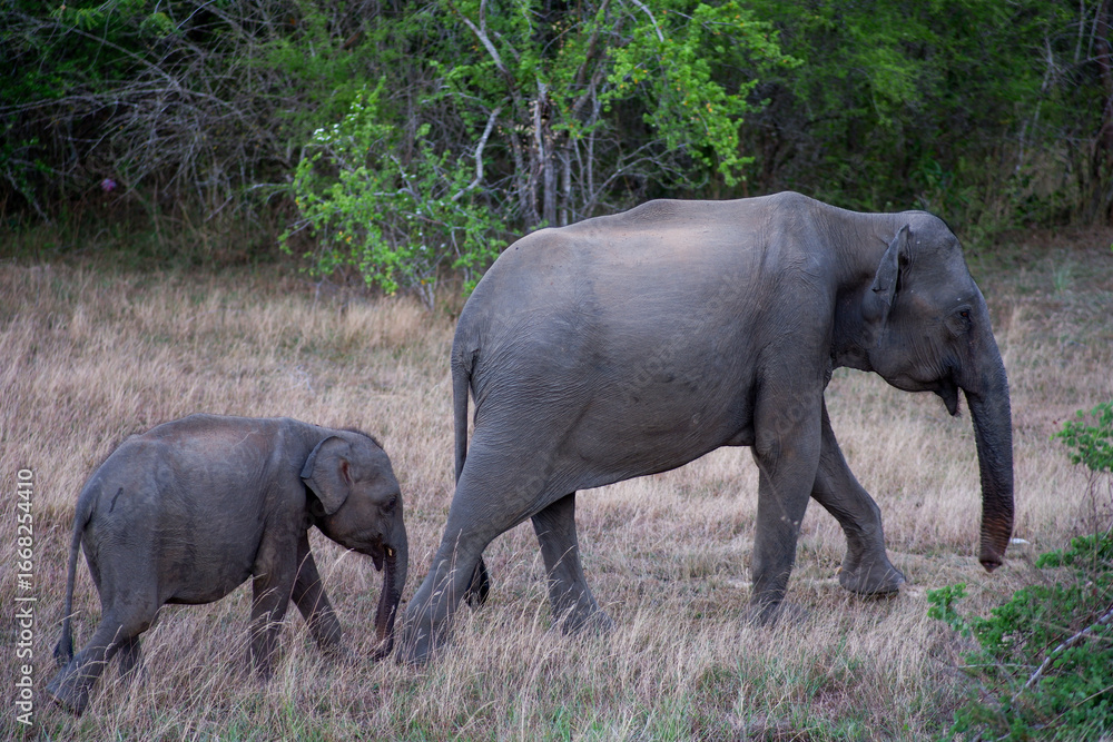 Fototapeta premium A mother elephant walking with her calf across a grassy field in the wild.