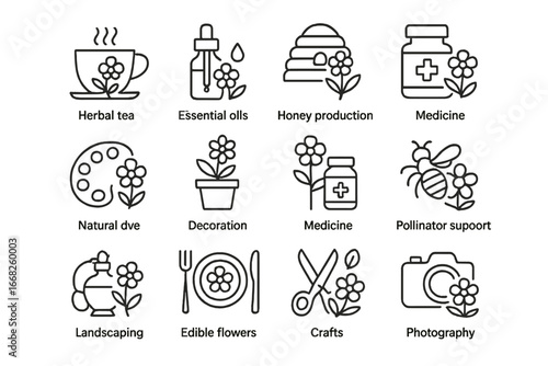 Wildflower Uses Icons. Outline icon set of wildflower uses: herbal tea, essential oils, honey production,