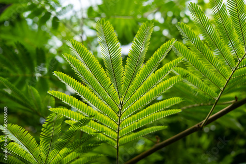 Close up of green leaves in a tropical forest. Natural background.