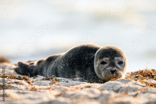 Fototapeta Naklejka Na Ścianę i Meble -  Seal on the beach on the Baltic Sea