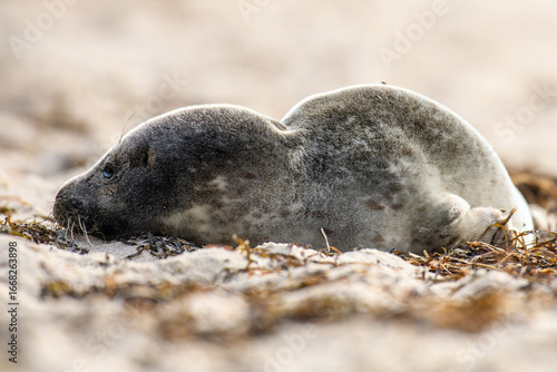 Fototapeta Naklejka Na Ścianę i Meble -  Seal on the beach on the Baltic Sea