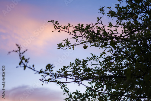 Apple Tree and Pink Sky in August Malus Domestica, Late Summer Evening