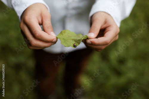Close up of boy hands holding insect or bug on green leaf. Nature wonders. Outdoor walk. Kids exploring world. Biology class. No face. Environmental protection. 