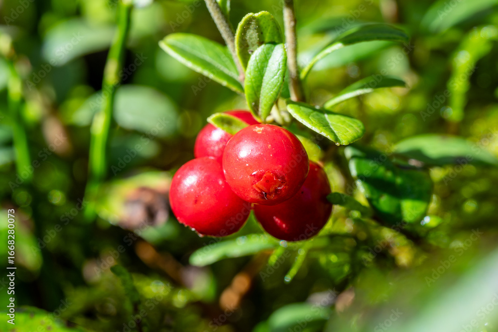 Obraz premium Fresh Lingonberries on Green Shrub in Forest Close Up – Organic Red Berries Growing in Nature for Healthy Food, Autumn Harvest and Natural Nutrition Concepts