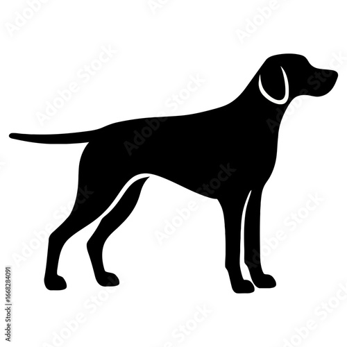 Pointer dog silhouette with slim athletic body floppy ears and straight tail on white