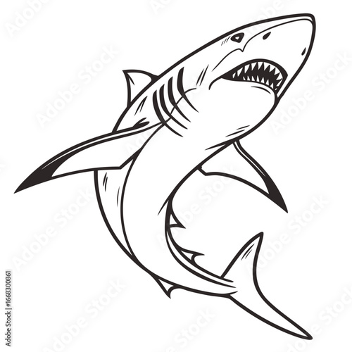 shark vector illustration
