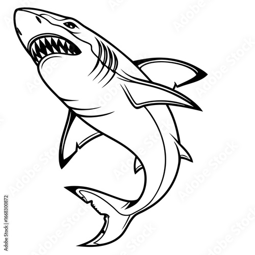 shark vector illustration