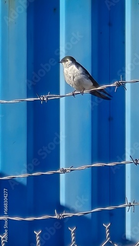 bird on a wire