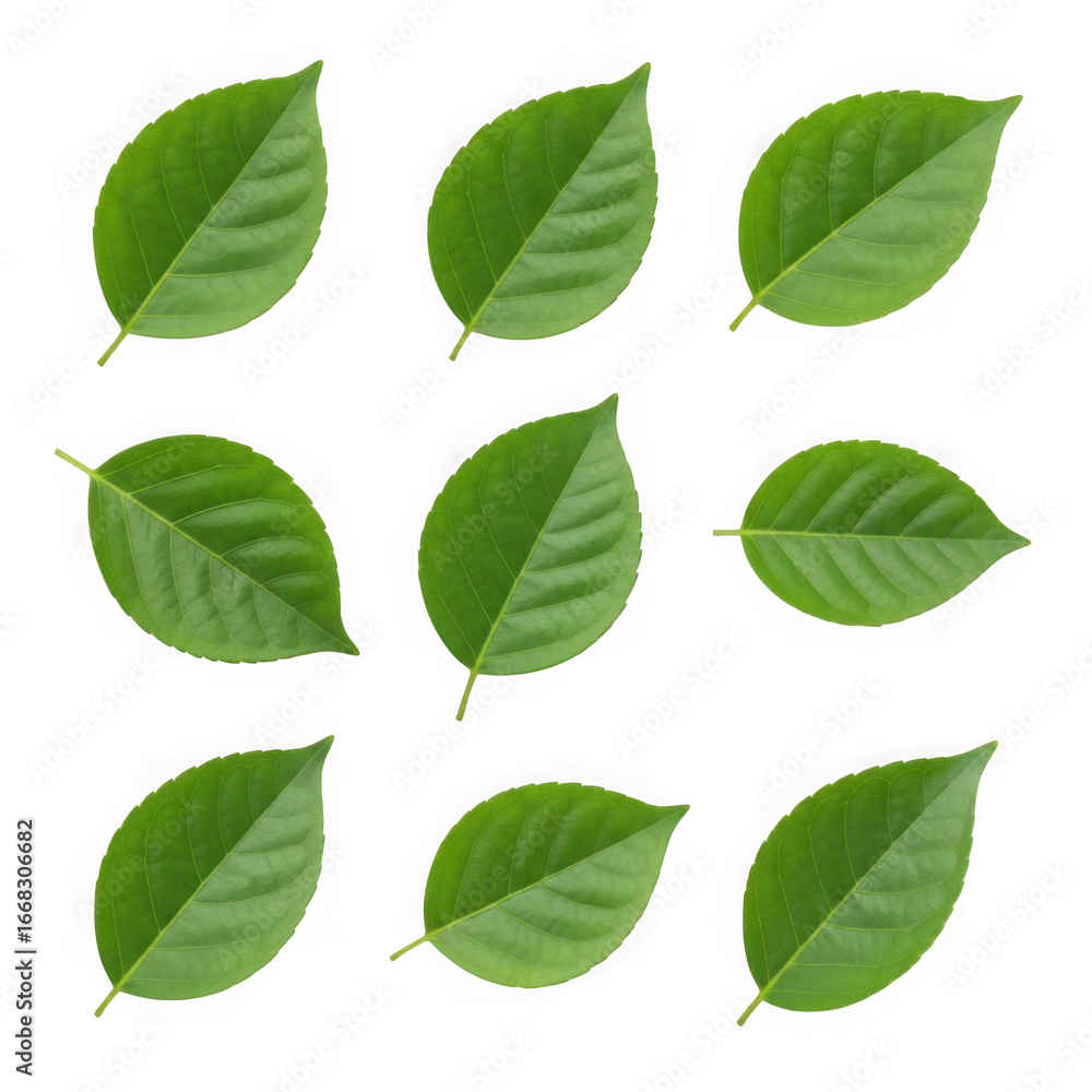 Naklejka premium Nine vibrant green leaves arranged in a grid isolated on transparent background