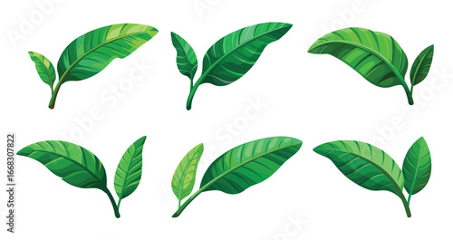 Tropical banana leaves vibrant green botanical illustration on a white background