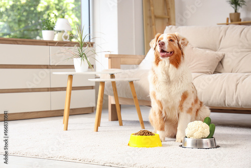 Happy australian shepherd d...