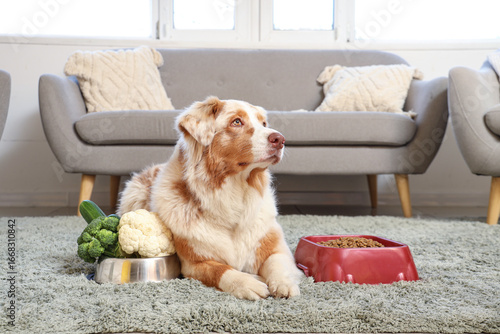 Cute Australian Shepherd do...