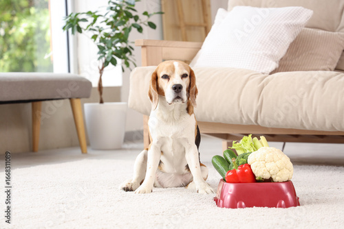 Cute beagle dog and bowl wi...
