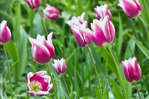 close-up of pink and white tulips growing in a flowerbed in the park