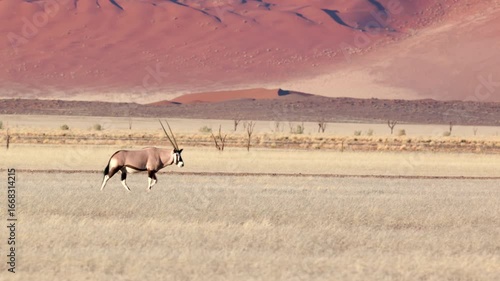 a tracking shot of a gemsbok oryx stopping grazing and looking up, with sand dunes in the background, at sossusvlei in namibia, africa