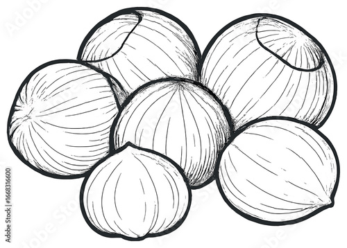 Hazelnuts vector illustration for nut lovers - minimalist nut design for culinary projects