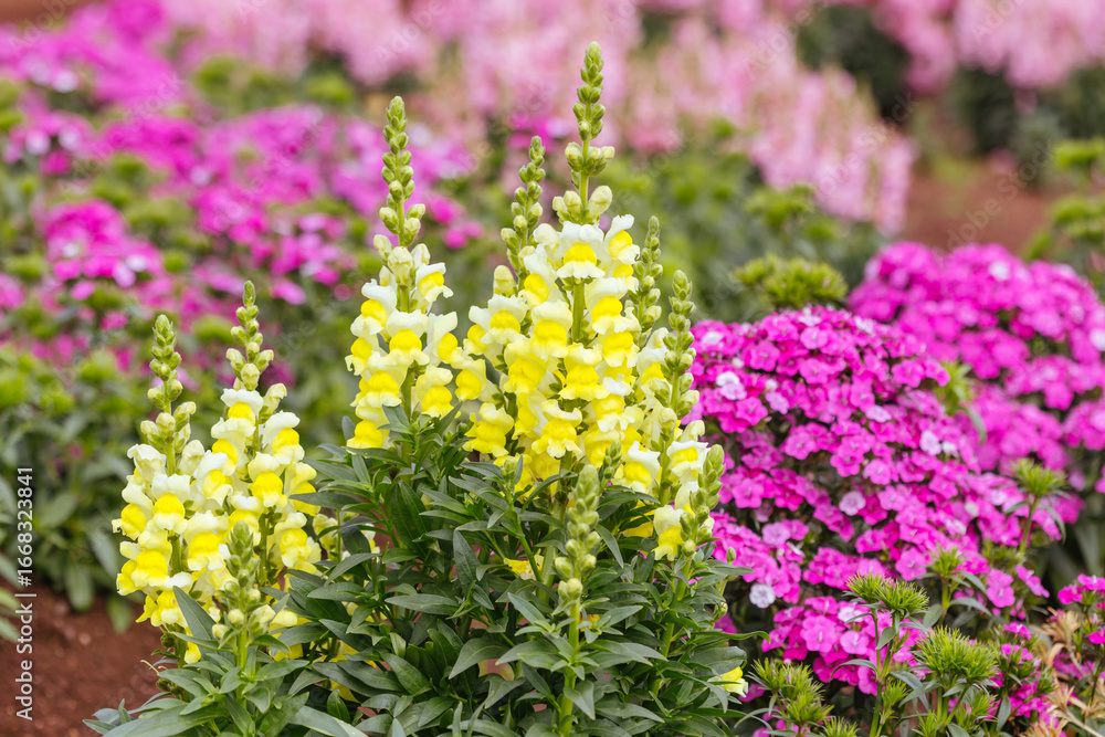 Obraz premium Dianthus Jolt Flowers in Australia