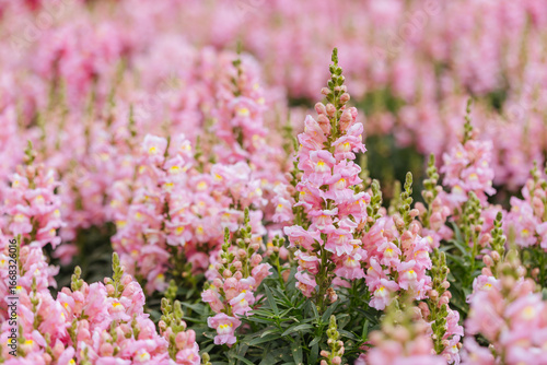 Fotografie Antirrhinum Snapshot Sonnet Flowers in Australia