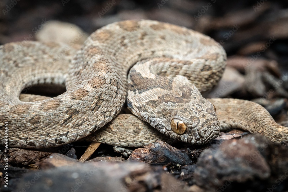 Obraz premium Close-up of a coiled snake with detailed scales.